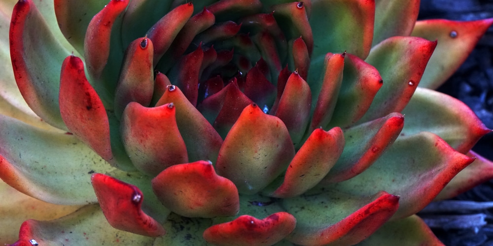 Succulent with red leaves
