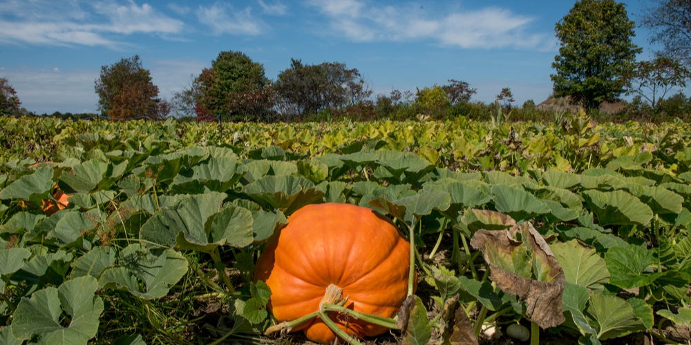 pumpkins and sunflowers