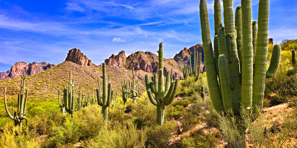 Saguaro Cactus Poisonous Species