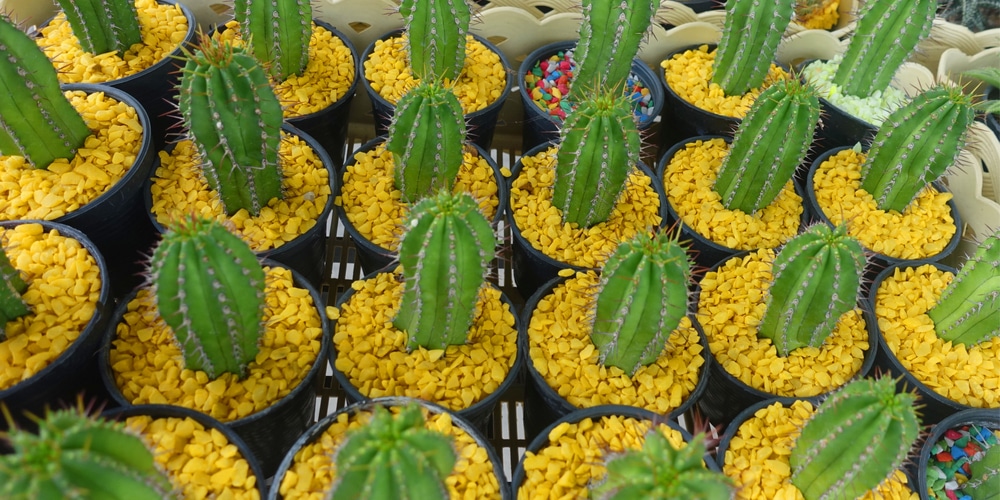 San Pedro is a Poisonous Cactus Species