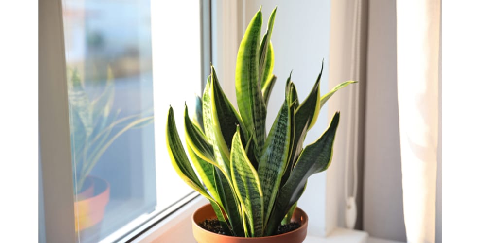 Sansevieria Office Plant