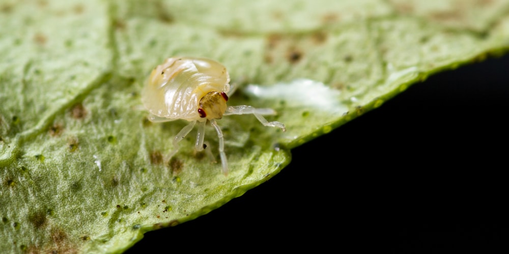 spider mites on palm