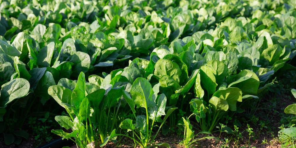 Sweet Potato Companion Plants