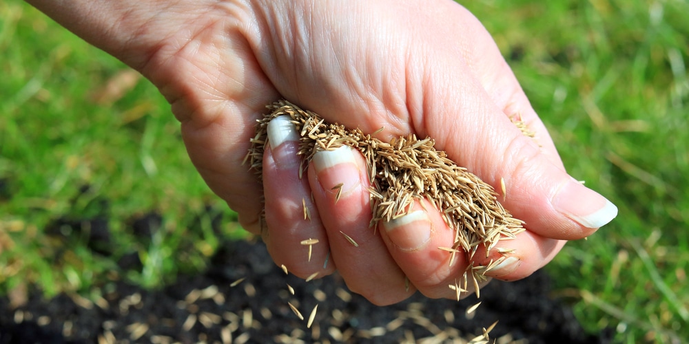 leave hay on new grass seed