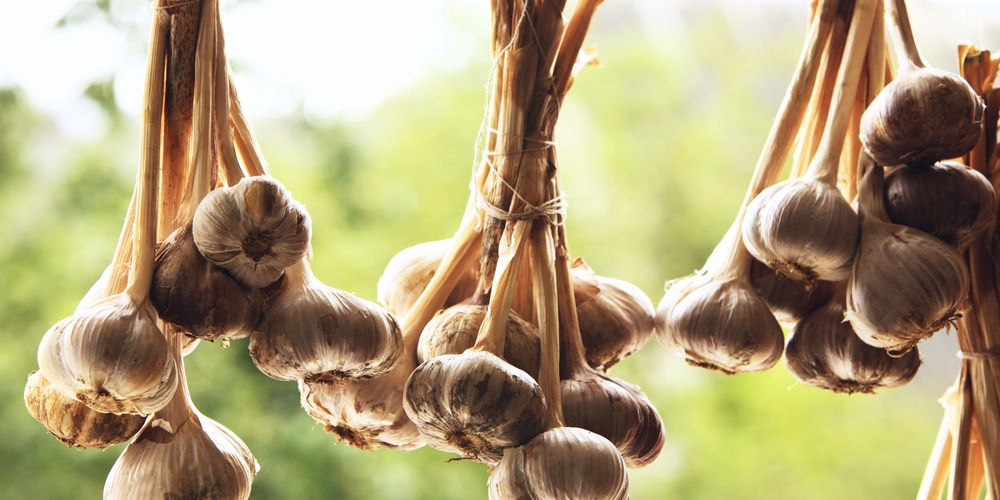 garlic falling over