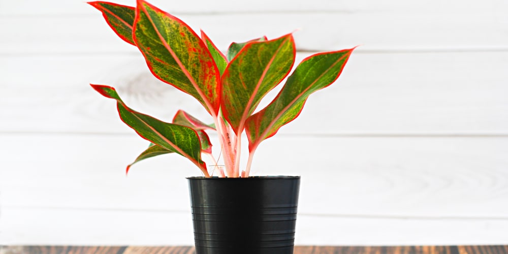 Too much Sun light cab turn succulent leaves red