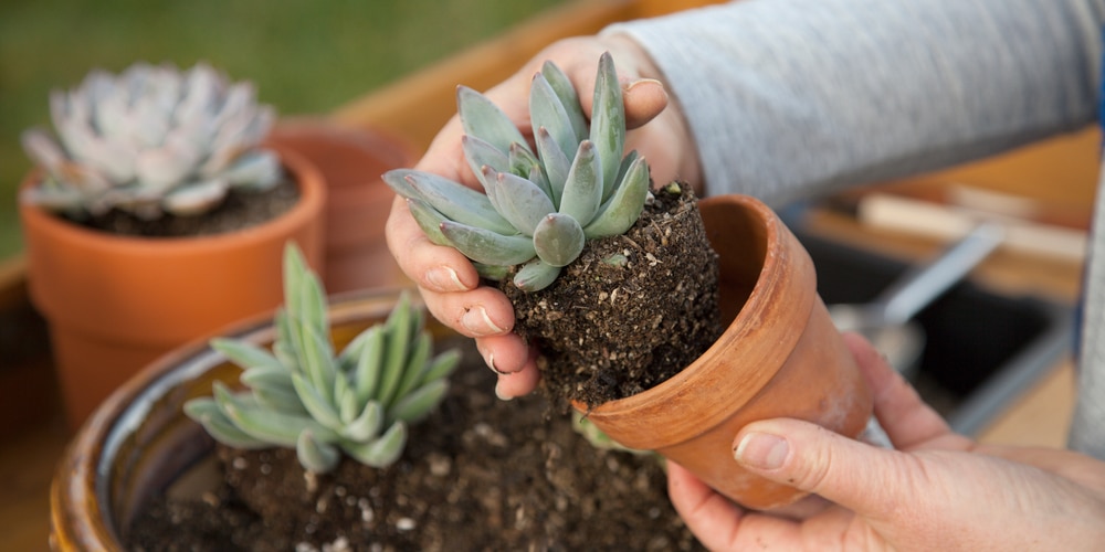 A succulent San turn red with the wrong soil