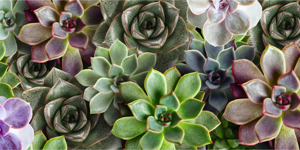 Succulents and Humidity