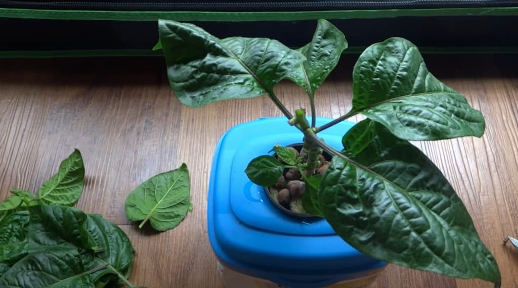 Results after topping Pepper Plant