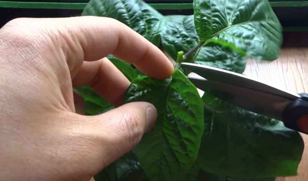 Topping Pepper Plant