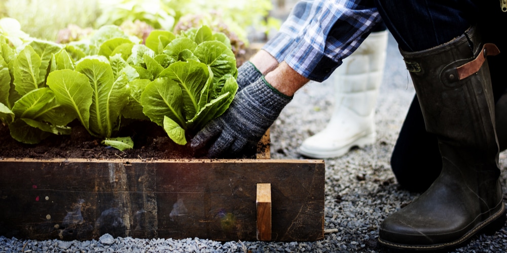 When to Plant a Vegetable Garden