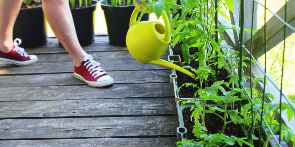 How to Grow Tomatoes on a Terrace