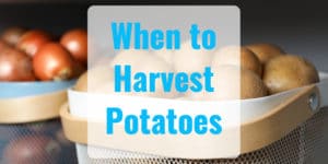 When Should I Harvest My Potatoes