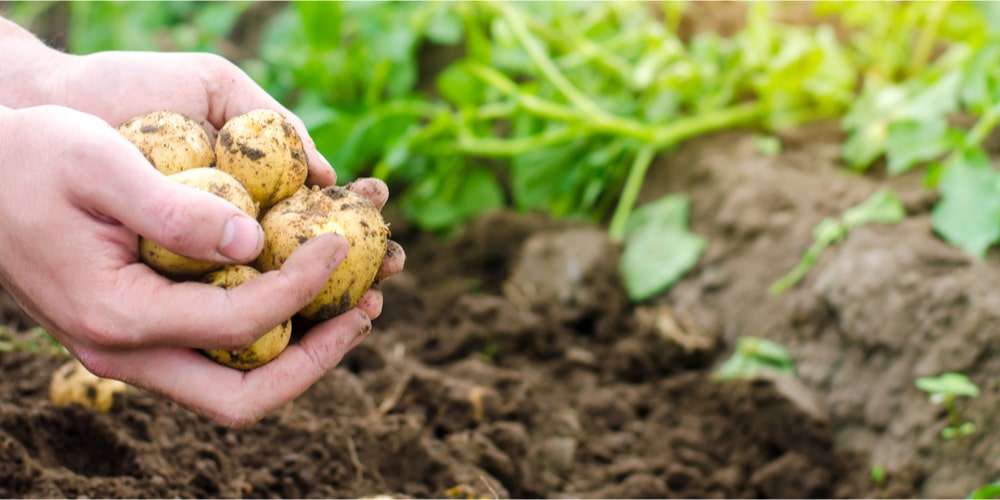 What Do Potato Plants Look Like When They are Ready to Harvest