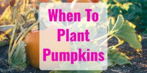 When to Plant Pumpkins