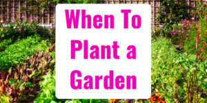 When to Plant a Garden