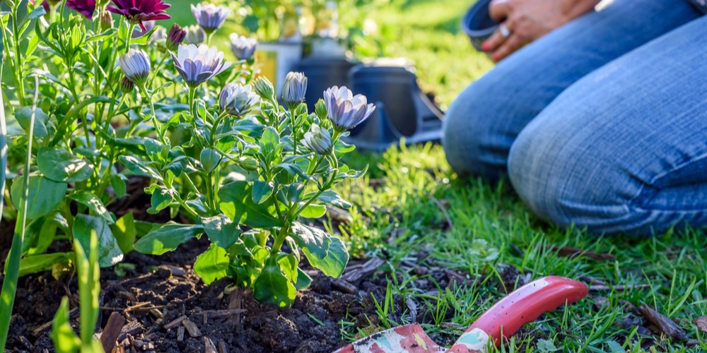 Vermiculite for Gardening