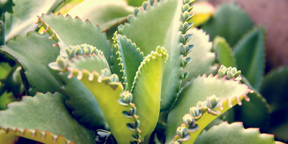 Mother of Thousands Turning Yellow