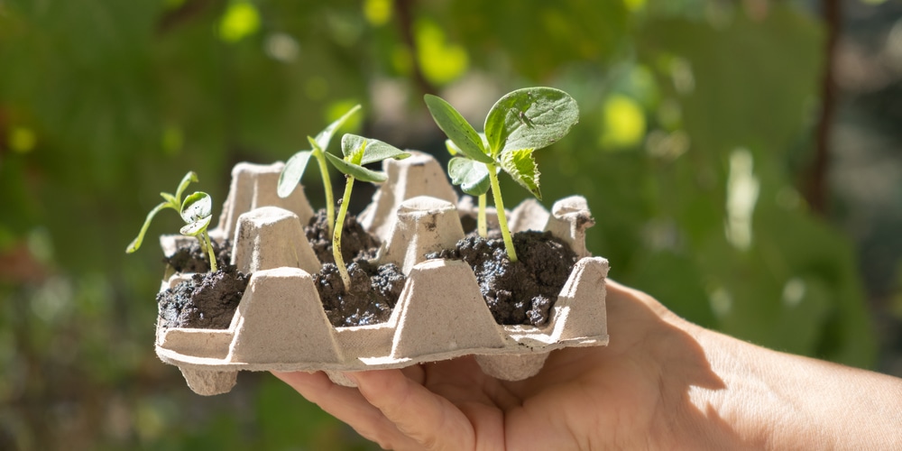 Eggplant Growing Stages