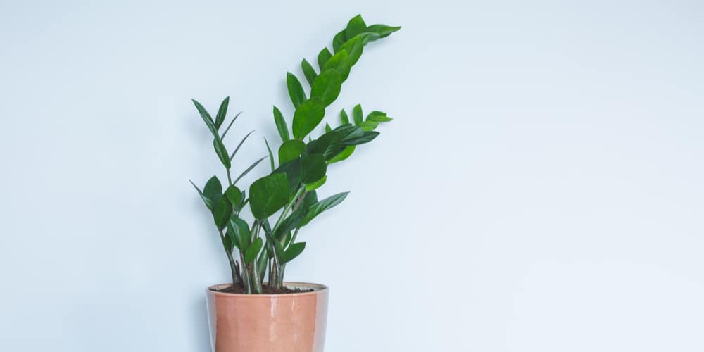 Should You Mist a ZZ Plant?