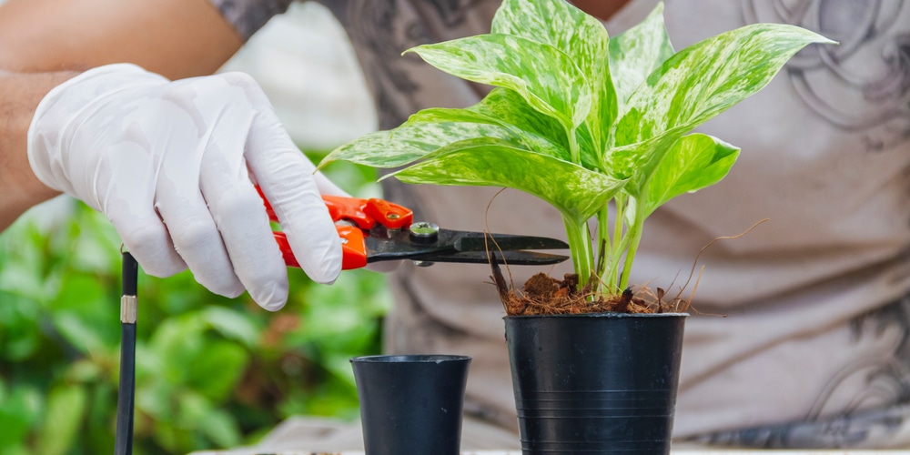 pruning pothos