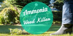 Will ammonia kill weeds