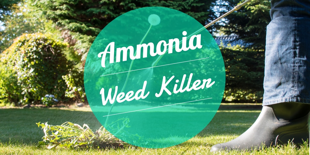 How to Get Rid of Stubborn Weeds with Ammonia GFL Outdoors