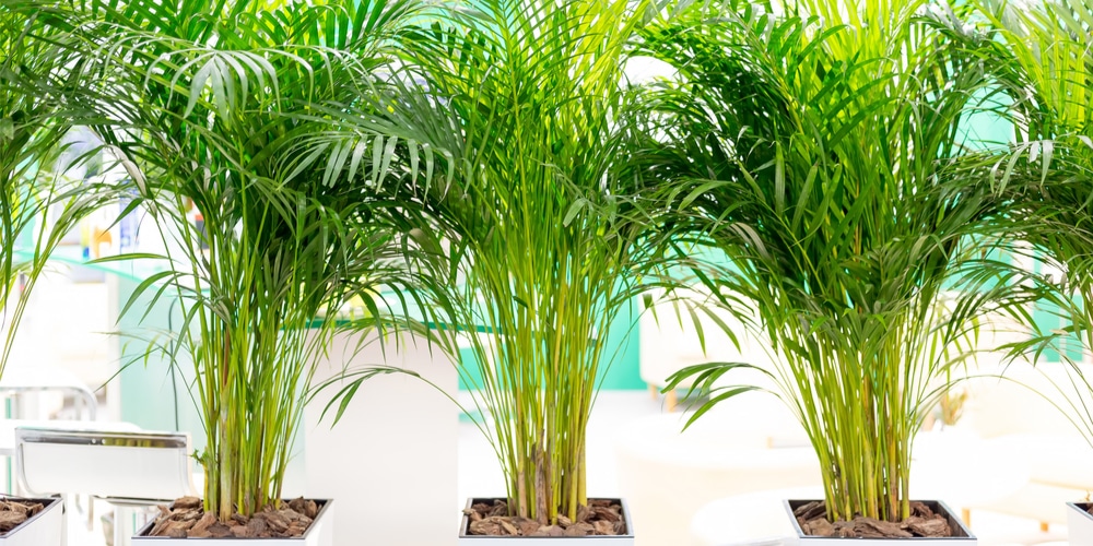 Areca Palms Produce lots of oxygen