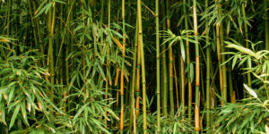 bamboo grass
