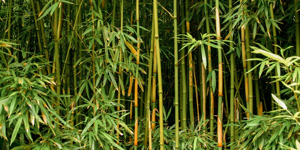 Zone 4 Bamboo