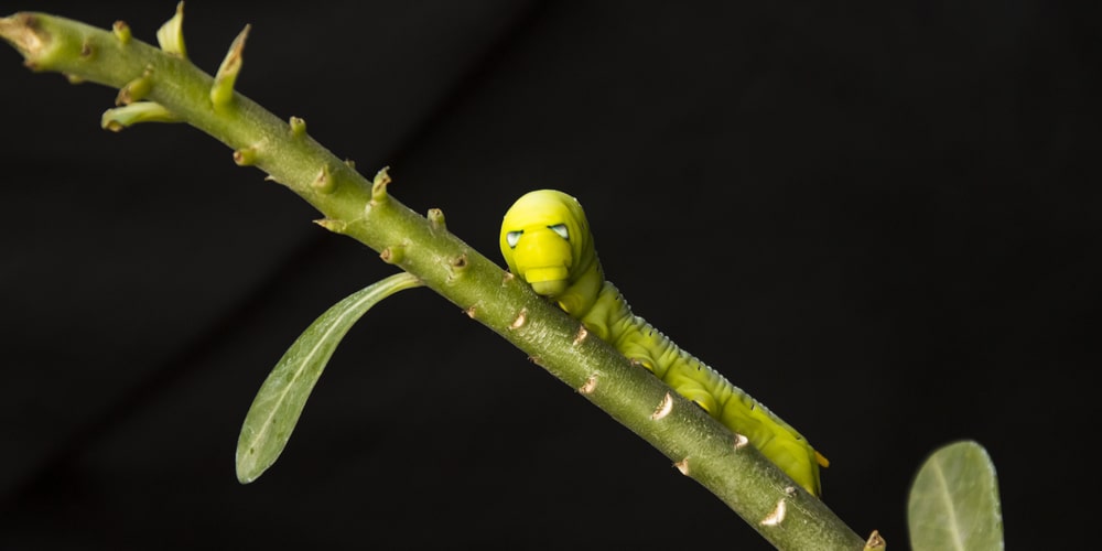 Will Grass Grow Back After Armyworms?