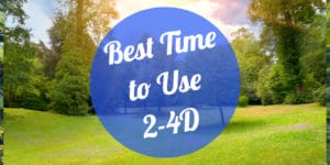 Best time to Use 24D