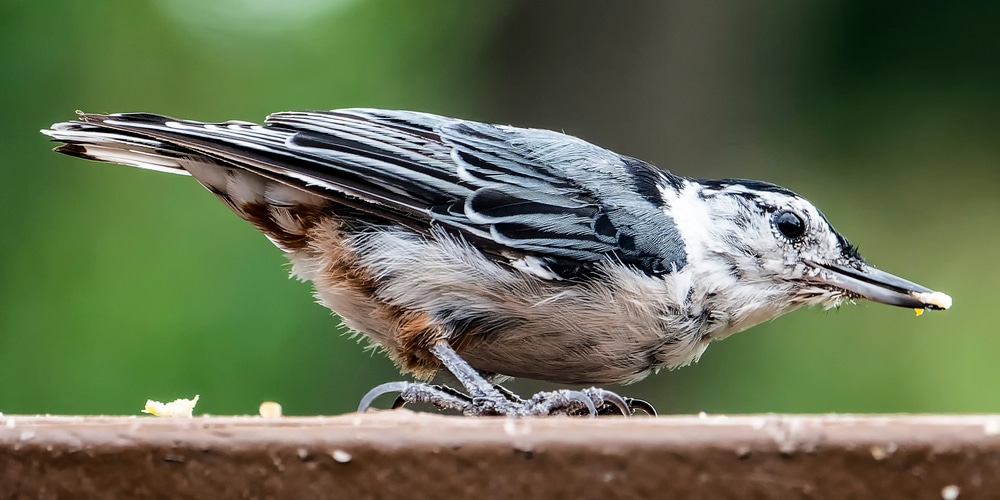 Keep Birds from Pooping on Deck