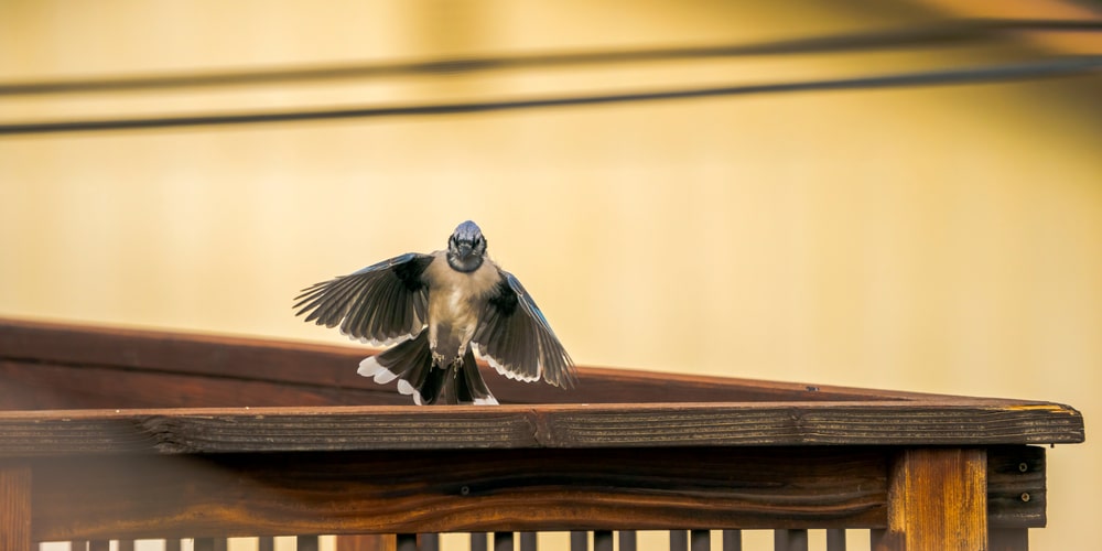 How to Keep Bird From Pooping on Deck