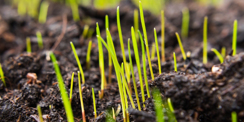 Winter Rye Planting Dates and Advice. Seed Germinating from the ground