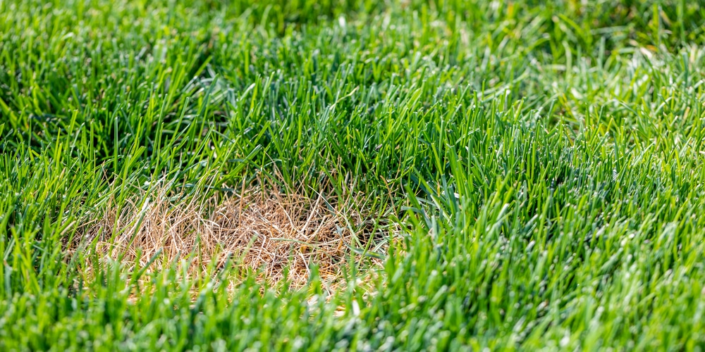 Boiling Water Damaged Grass