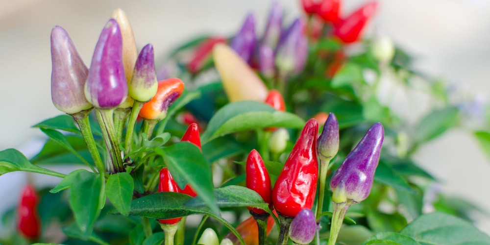 Peppers That Grow Upwards: Common Varieties    Peppers generally grow underneath the plant’s leaves; there are some varieties that are meant to climb upwards and take up less space. These can be more fun for gardeners to grow and even produce a larger harvest. Many varieties have peppers grow upwards and point to the sky, such as the aptly named facing heaven pepper.   Growing plants upward against a trellis is great for those with limited space in their yard, on a balcony, or patio. These plants don’t require as much room to spread their vines. Let’s look at peppers that grow upwards.    Peppers that grow upwards   Some of the most common upward-growing pepper varieties include tabasco peppers and Thai chili pepper varieties. These plants perform well in warm climates with plenty of sunlight and moist soil conditions. They are easy to grow from seed or by transplanting seedlings into your vegetable garden or raised bed.   If you're interested in trying your hand at planting peppers that grow upwards, consider planting some of the following pepper varieties:   Thai pepper varieties   Thai chili peppers are some of the most common upwards-facing peppers. There are several types of peppers, which vary from mild to very hot and spicy. They have a Scoville heat unit value of between 50,000 to 100,000.   Thai Dragon chili pepper White Thai peppers Thai Sun pepper Thai Hot chili pepper  Tabasco pepper  You’ve guessed it; tabasco pepper is used to make tabasco sauce. These peppers are extremely hot, which may surprise you as the sauce doesn’t seem particularly spicy. They are red, orange, or yellow when ripe and measure 2 inches long with a tapered shape. These peppers measure between 30,000 to 50,000 SHU, which means they are very hot.   Red missile pepper   The red missile pepper is a variety that grows short peppers that are slightly curved and about 1.5 inches in length. They have a spicy flavor with fruity undertones and are great for pickling or using in sauces.   Masquerade With their bright green leaves and color-changing nature, masquerade peppers are a beautiful addition to any garden. The fruits are long and slender, measuring 2.5 inches long. They start off green and will turn purple, orange, and red before they mature.    These plants grow best when planted in full sun and are great for both fresh eating and drying. They are considered a very hot pepper, so they are not for the faint-hearted and have a SHU value of 70,000!   Calico Pepper   This pepper variety is known for its spicy heat and high yields. The plants produce bright purple peppers.  They are cone-shaped and grow up to two inches long. The peppers have a 50,000 to 70,000 SHU range.     Other upward facing peppers Chinese 5-Color pepper Aji Charapita Siling Labuyo, also known as Filipino bird’s eye Facing Heaven pepper Piri Piri (a.k.a African bird’s eye) Prairie Fire NewMex sunglo NewMex Christmas Explosive ember Chilly chili   Fresno peppers   Fresno peppers are a variety of pepper plants that sometimes produce peppers that hang downwards and sometimes point up to the sky. They are related to the  Jalapeños pepper and have a fruiter flavor. These peppers are hotter than Jalapeños, with a SHU range of between 2,500 and 10,000 SHU. They start off green but turn a bright red color when ready to harvest.    How to grow and care for peppers that grow upwards  The key to growing peppers is to provide your plants with plenty of sunlight, water, and well-draining soil. When growing upwardly, be sure to give your plants the support that they need by tying the vines to stakes or trellises. You can also prune off any overly long stems to help keep your plants compact and productive.   Pests  If you notice any signs of disease or pests, take immediate action to address the problem. This may include removing infected plant parts, using organic pesticides, or applying preventative treatments.    Conclusion   Whether you are a seasoned gardener or just starting out, growing peppers that grow upwards can be a rewarding and exciting experience. These plants offer plenty of nutritional benefits and have unique flavors that make them ideal for spicing up your favorite dishes.    With the right care and attention, you'll be rewarded with an abundant harvest of delicious peppers.​  