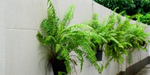 boston fern care outdoors