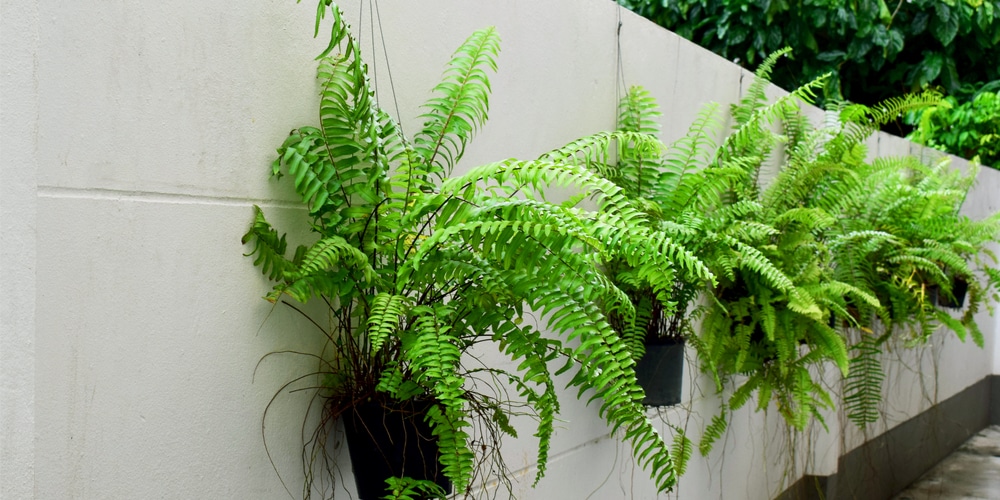 how to divide boston fern