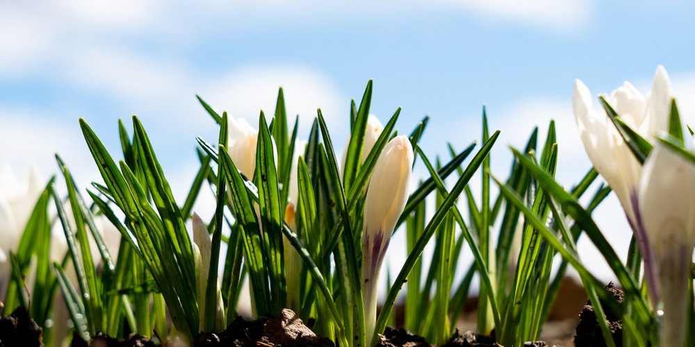 Bulbs Growing