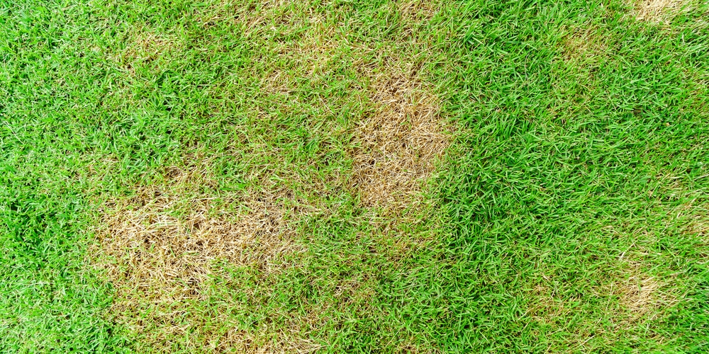 2 4-D Can Damage Grass