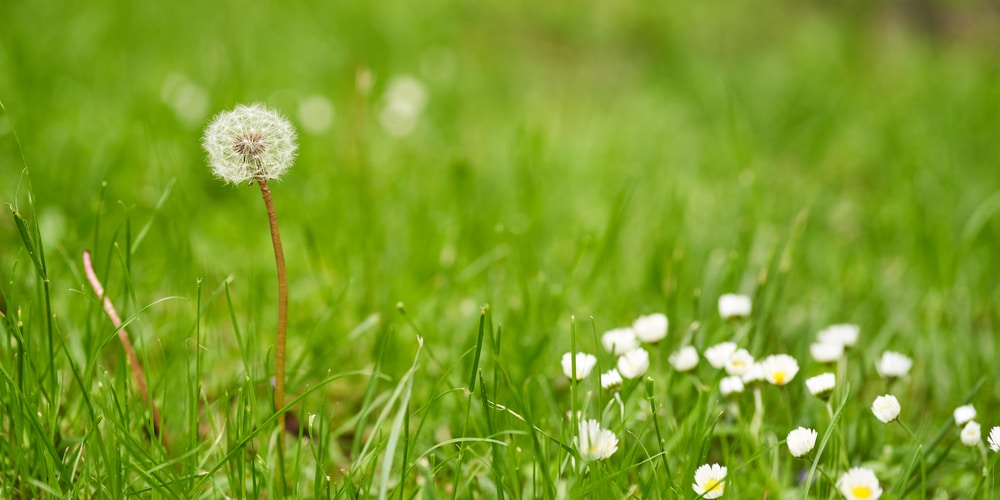 Do Dandelions Grow In Florida