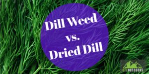 Dill Weed Vs. Dried Dill