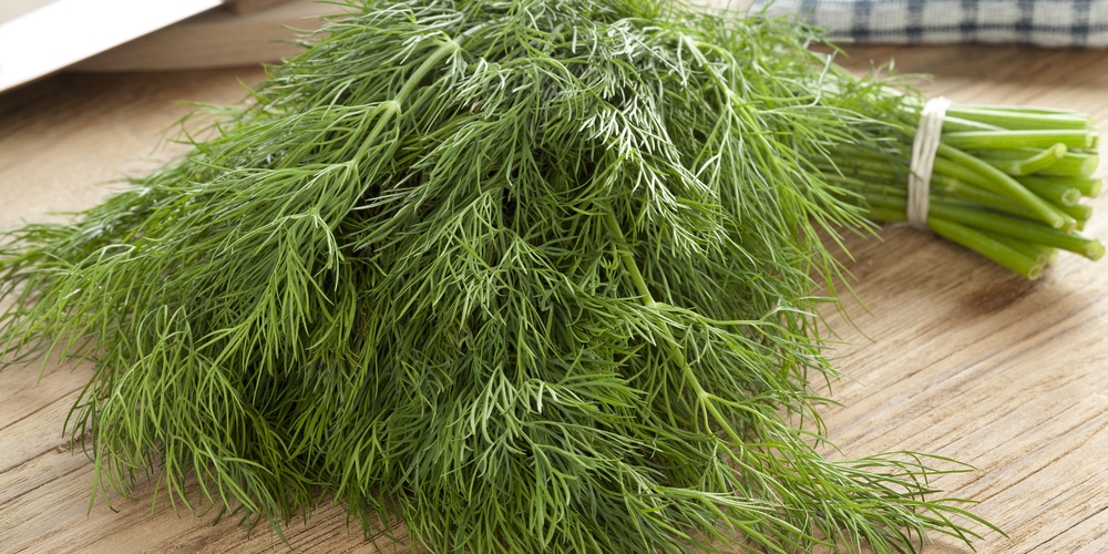 Is dill weed the same as dried dill