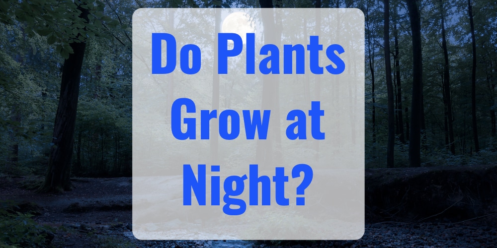 Do Plants Grow at Night? Yes, Here's Why GFL Outdoors