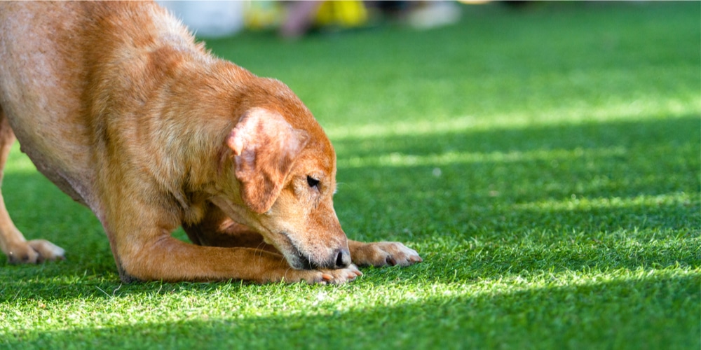 Can dogs dig up artificial grass