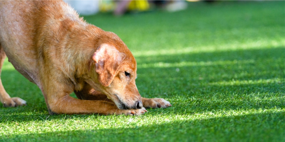 how to stop neighbors dog pooping in my yard