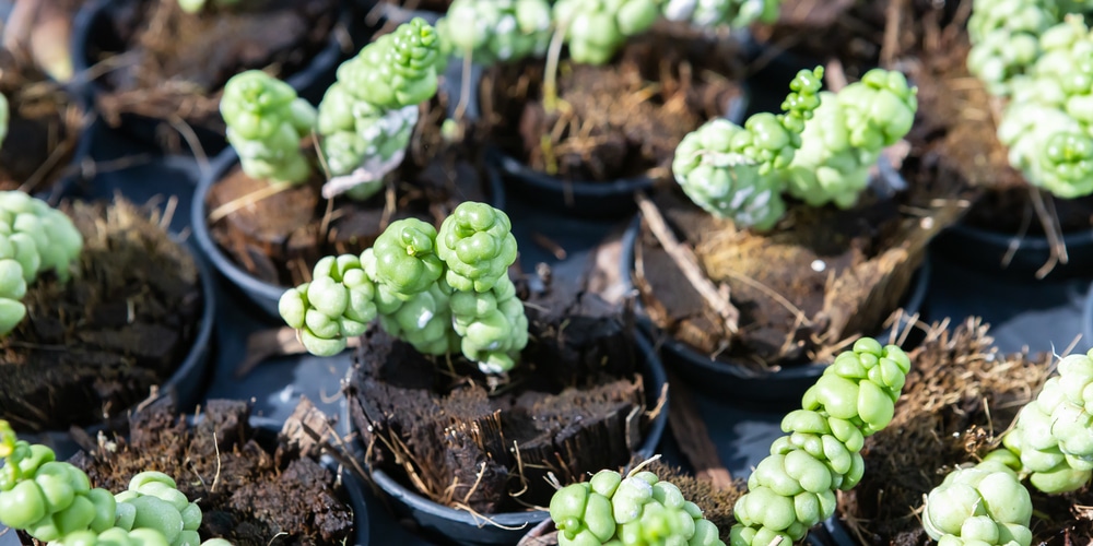 What is a Dragon Jade Plant?