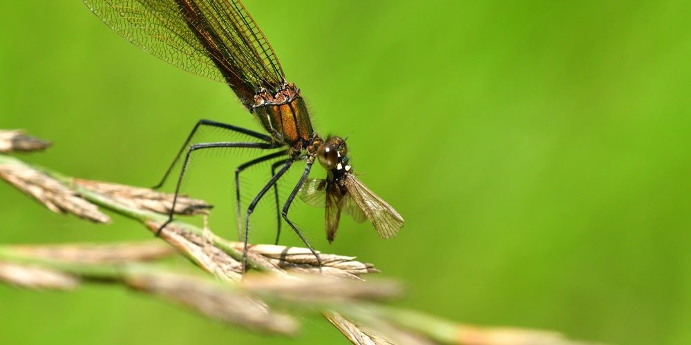 Dragonfly Eating Mosquito