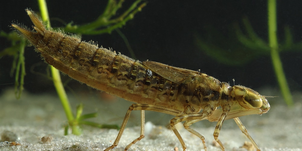 Dragonfly Larvae Stage